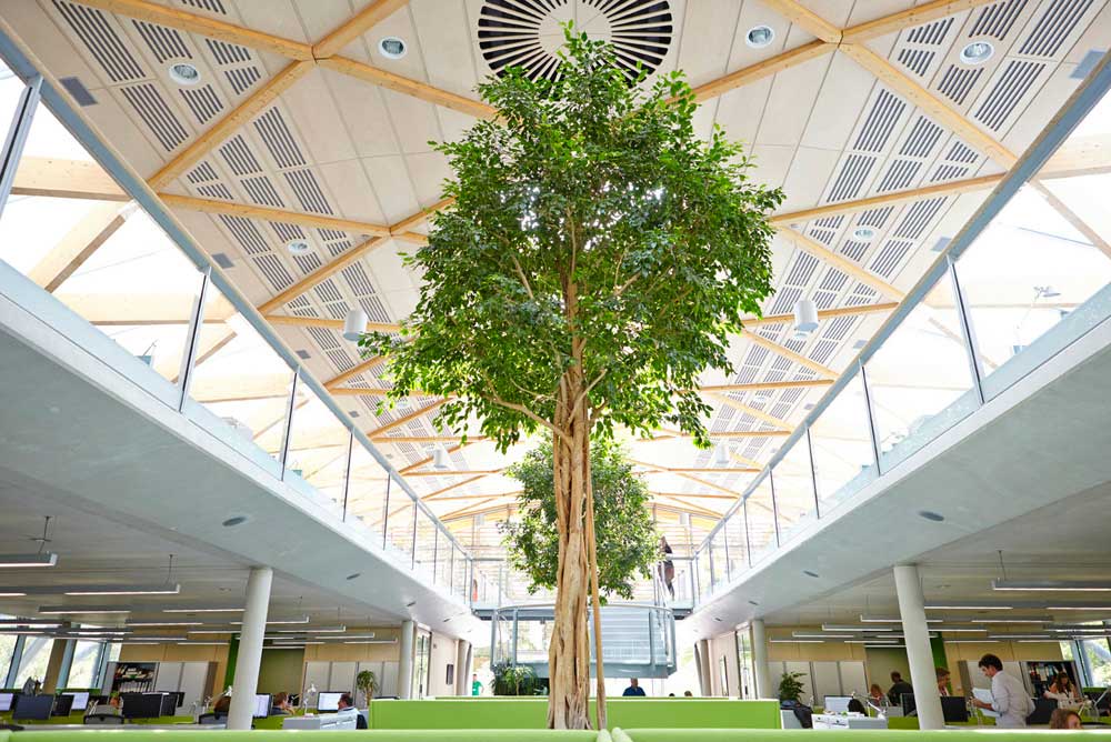 trees in living planet centre office space in WWF building by Airey Spaces