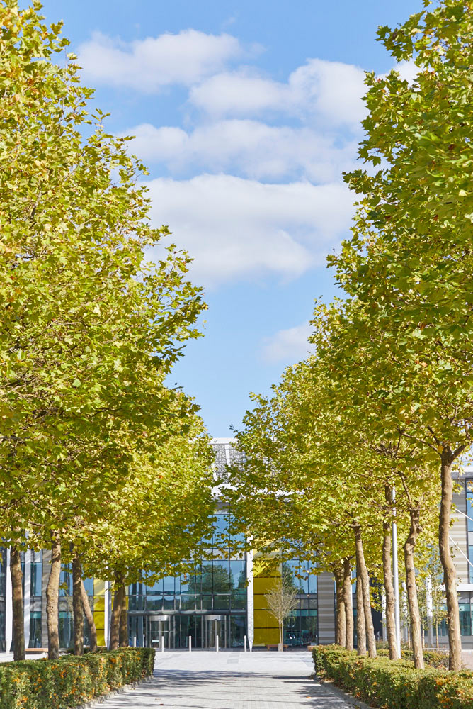 tree lined avenue with modern offices by Airey Spaces